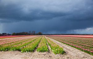 Bulbes à fleurs aux bouchons sur Harry Schuitemaker