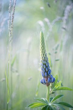 Blaue Lupine zwischen dem Gras von Marja Lok