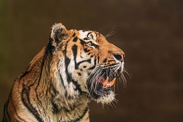 Siberische tijger (Panthera tigris altaica) brult en ontbloot zijn tanden van Mario Plechaty Photography