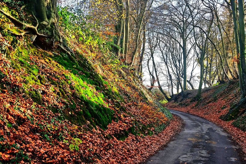 Chemin forestier par Edgar Schermaul