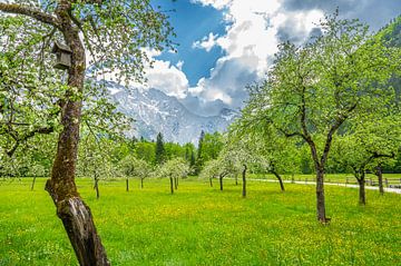 Boomgaard in een Alpenlandschap in de Logar-vallei tijdens de lente van Sjoerd van der Wal Fotografie