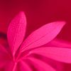 Macro roze plant van Jeroen Berendse
