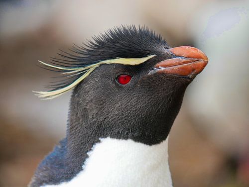 Rockhopper pinguin