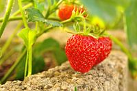 Rijpe aardbeien aan de struik