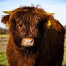 Schottischer Highlander Kalb von Amber van der Velden Miniaturansicht