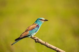 Rouleau, Rouleau européen, Coracias garrulus