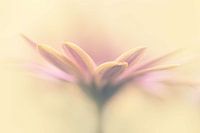 Test of love