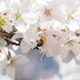 Bee in Cherry Blossom by Christel Loman