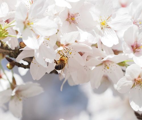 Biene in Kirschblüte