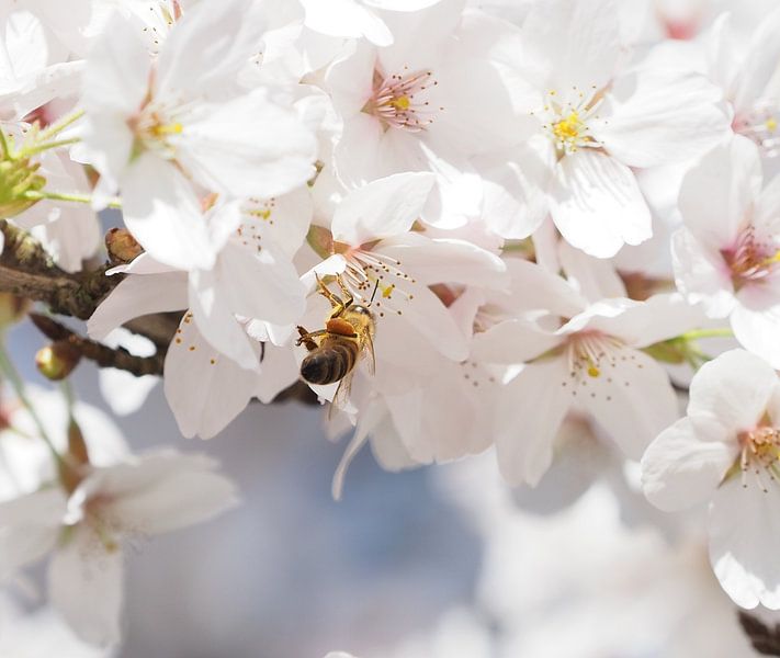 Bee in Cherry Blossom by Christel Loman
