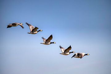 Flight geese by Willem Lutgerink