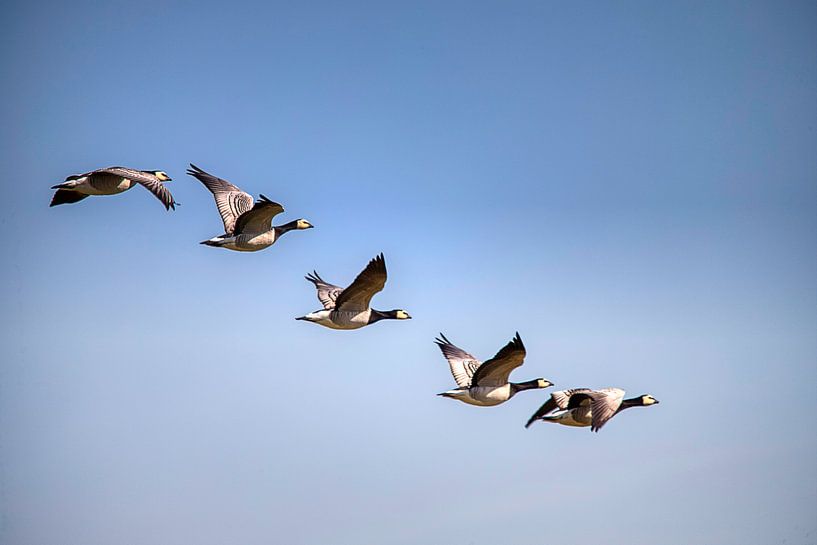 Flight geese by Willem Lutgerink