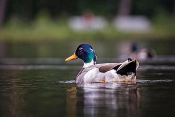 Wildente (männlich) von Rob Boon