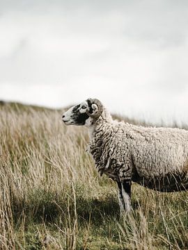 Schaap in Yorkshire van @themissmarple