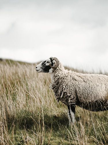 Moutons dans le Yorkshire sur Marleen Kuijpers @themissmarple