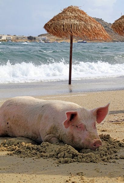 Entspanntes Schwein am Strand in Mykonos von Lensw0rld