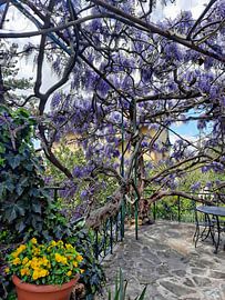 Wisteria Moments 1