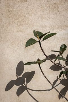 Schatten einer Pflanze an der Wand