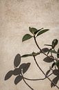 Schaduw van een plant op de muur van Photolovers reisfotografie thumbnail