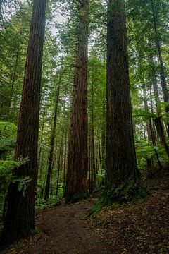Pad door Sequoia bos bij Rotorua van Niek