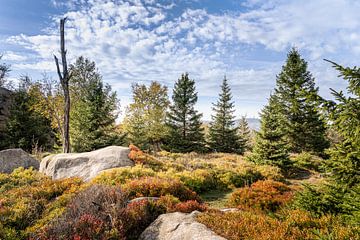 Op de Hohne bergkam in het Harz gebergte