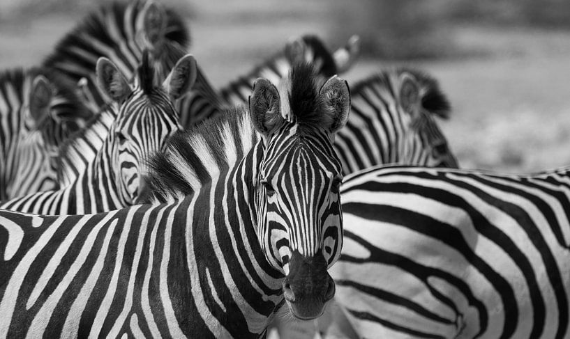 zwart wit zebras in Botswana van Marieke Funke