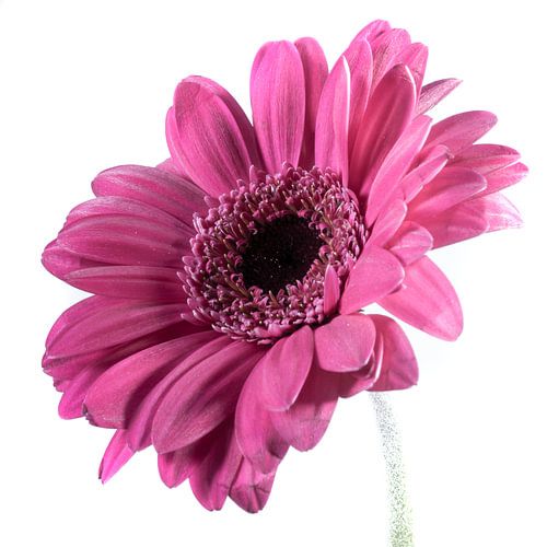 Roze gerbera
