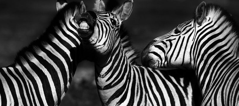 Zèbres monochromes par Werner Lehmann