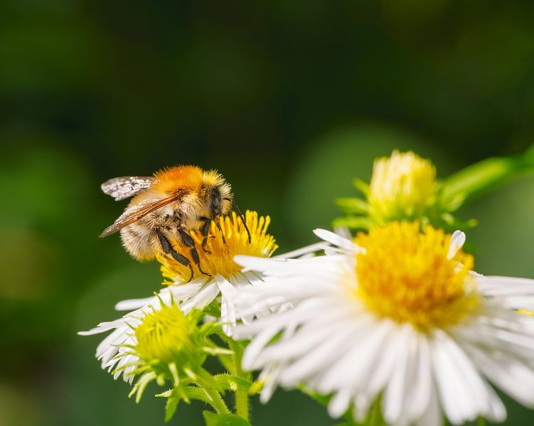 Field bumblebee on an aster flower by ManfredFotos