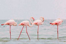 Flamingo's van Romy Oomen