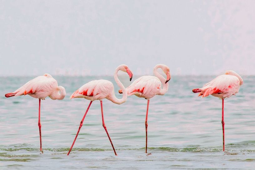 Flamingo&#039;s by Romy Oomen