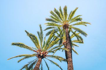 Palmbomen van Sven van Rooijen