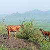 Ethiopië: grazende geiten (Mahal Amba) van Maarten Verhees