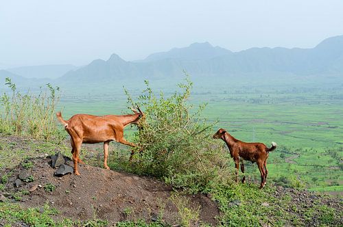 Ethiopië: grazende geiten (Mahal Amba) van Maarten Verhees