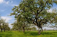 Apfelbäume in einem Obstgarten von Sjoerd van der Wal Fotografie Miniaturansicht