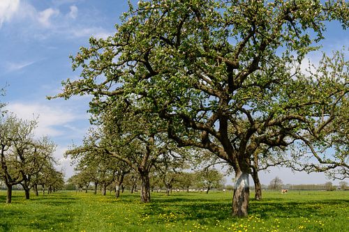 Appelbomen in de boomgaard