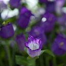 paarse bloemen van Karin Keesmaat Kijk-Kunst thumbnail