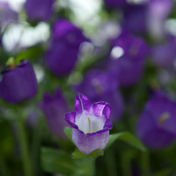paarse bloemen