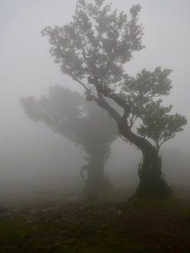 Spooky Fanal Forest Maderia van Judith van Wijk