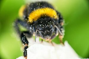 Hommel met stuifmeel en waterdruppels op z'n lijf von Jenco van Zalk