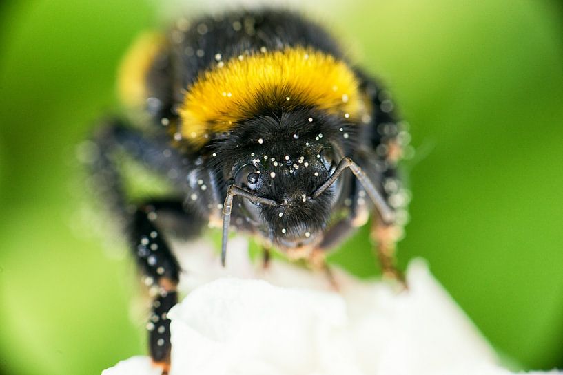Hommel met stuifmeel en waterdruppels op z'n lijf by Jenco van Zalk