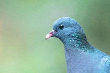 Pigeons partie 1 sur Tania Perneel