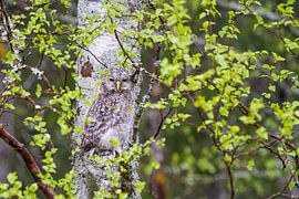 Ural Owl by Leendert van Bergeijk