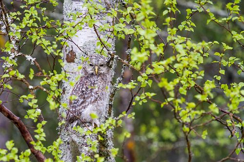 Ural Owl