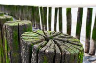 Old poles on the beach by Veelzijdig Zeeland thumbnail