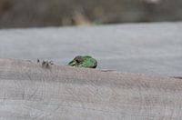 Groene hagedis op blok hout