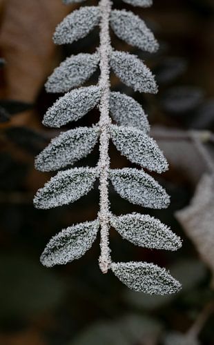 La vie verte en hiver