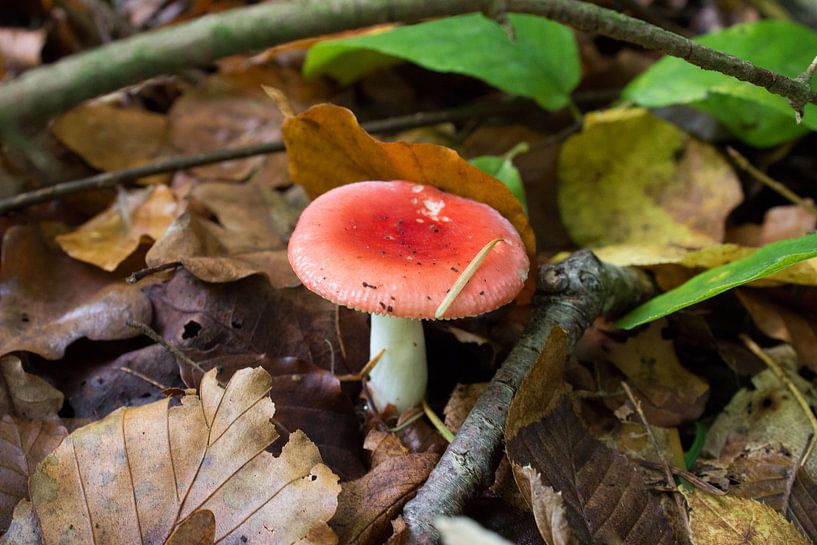 Rood zonder witte stippen von Lisa Poelstra