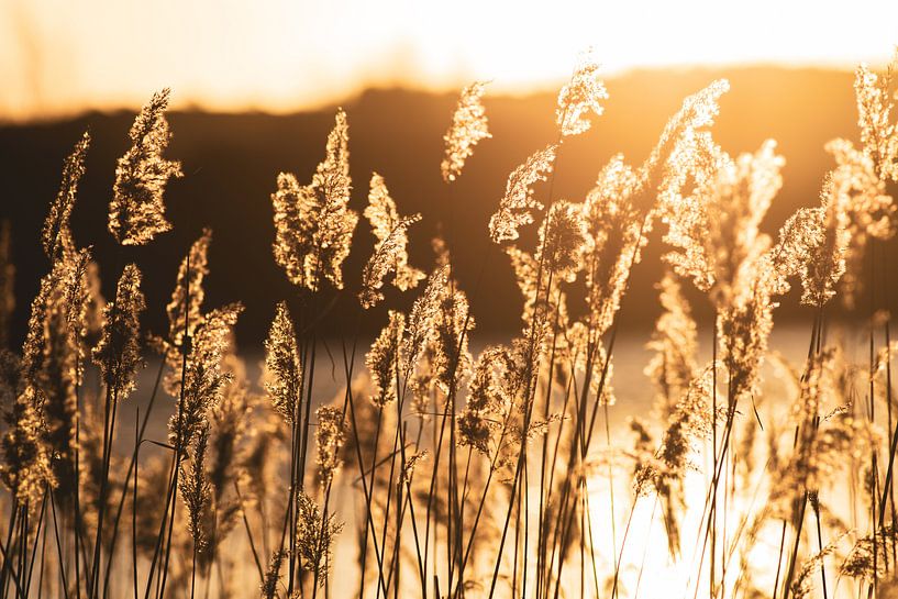 gras by Dirk van Egmond