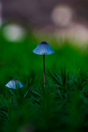 Pilz von ton vogels